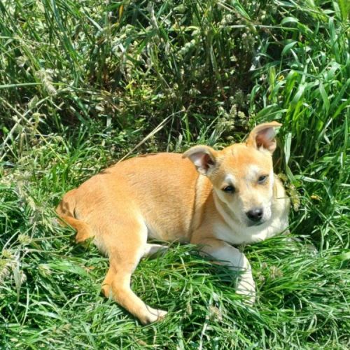 #BE2513355 - Bianca, chien croisé à adopter – AnimalWeb Belgique #BE2513355 - Bianca, chien croisé à adopter – AnimalWeb Belgique