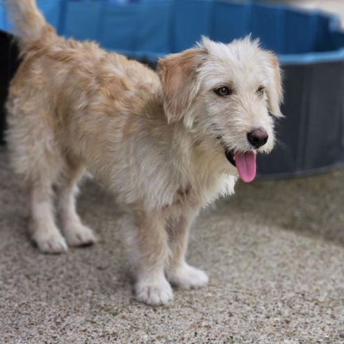#BE2513356 - Bilbo, chien croisé à adopter – AnimalWeb Belgique #BE2513356 - Bilbo, chien croisé à adopter – AnimalWeb Belgique