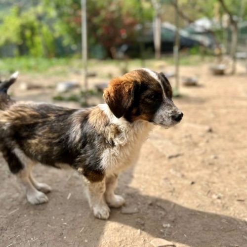 #BE2513357 - Bipbip, chien croisé à adopter – AnimalWeb Belgique #BE2513357 - Bipbip, chien croisé à adopter – AnimalWeb Belgique