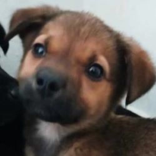 #BE2513358 - Bolero, chien croisé à adopter – AnimalWeb Belgique #BE2513358 - Bolero, chien croisé à adopter – AnimalWeb Belgique