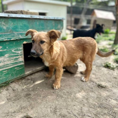 #BE2513359 - Bulle, chien croisé à adopter – AnimalWeb Belgique #BE2513359 - Bulle, chien croisé à adopter – AnimalWeb Belgique