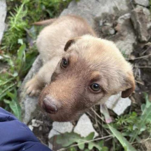 #BE2513360 - Celestia, chien croisé à adopter – AnimalWeb Belgique #BE2513360 - Celestia, chien croisé à adopter – AnimalWeb Belgique