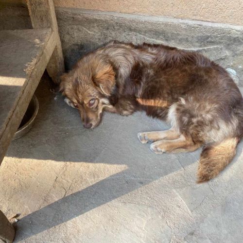 #BE2513361 - Charlie, chien croisé à adopter – AnimalWeb Belgique #BE2513361 - Charlie, chien croisé à adopter – AnimalWeb Belgique