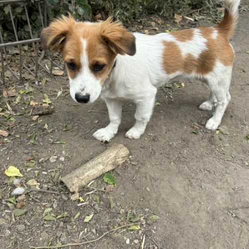 #BE2513362 - Cinnamon, chien croisé à adopter – AnimalWeb Belgique #BE2513362 - Cinnamon, chien croisé à adopter – AnimalWeb Belgique