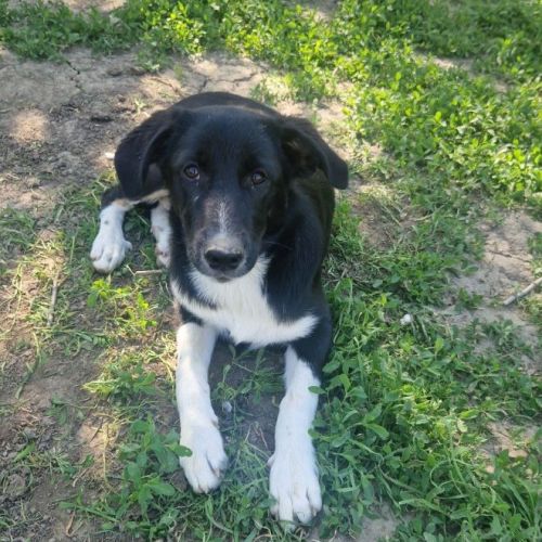 #BE2513363 - Contessa, chien croisé à adopter – AnimalWeb Belgique #BE2513363 - Contessa, chien croisé à adopter – AnimalWeb Belgique