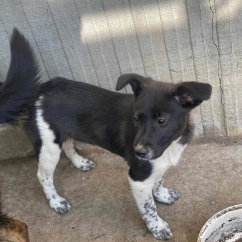 #BE2513364 - Danae, chien croisé à adopter – AnimalWeb Belgique #BE2513364 - Danae, chien croisé à adopter – AnimalWeb Belgique