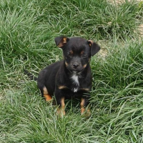 #BE2513365 - Daniela, chien croisé à adopter – AnimalWeb Belgique #BE2513365 - Daniela, chien croisé à adopter – AnimalWeb Belgique
