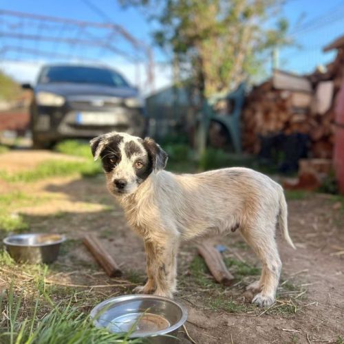 #BE2513366 - Domino, chien croisé à adopter – AnimalWeb Belgique #BE2513366 - Domino, chien croisé à adopter – AnimalWeb Belgique