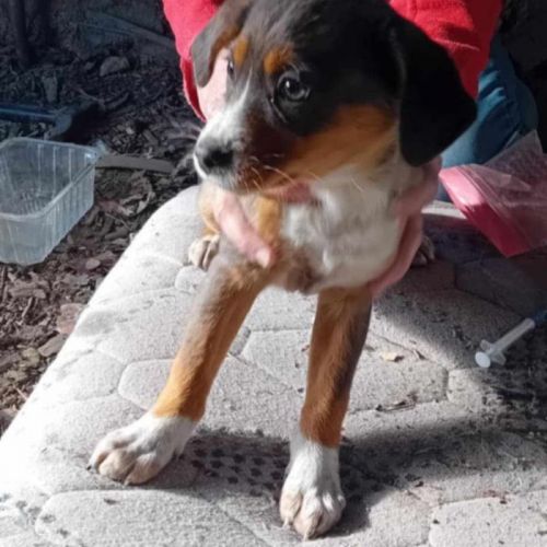 #BE2513368 - Elea, chien croisé à adopter – AnimalWeb Belgique #BE2513368 - Elea, chien croisé à adopter – AnimalWeb Belgique
