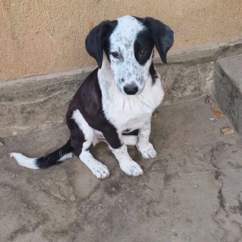 #BE2513369 - Elfie, chien croisé à adopter – AnimalWeb Belgique #BE2513369 - Elfie, chien croisé à adopter – AnimalWeb Belgique