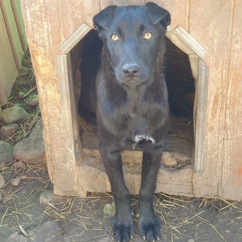 #BE2513371 - Elvira, chien croisé à adopter – AnimalWeb Belgique #BE2513371 - Elvira, chien croisé à adopter – AnimalWeb Belgique