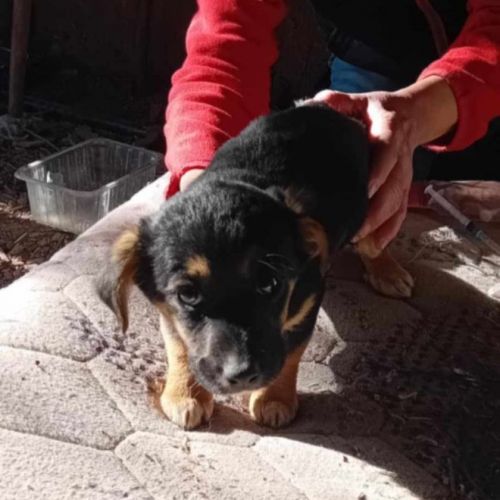 #BE2513373 - Erika, chien croisé à adopter – AnimalWeb Belgique #BE2513373 - Erika, chien croisé à adopter – AnimalWeb Belgique