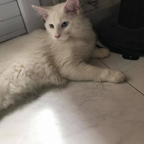 #BE2513375 - Comète, chat à adopter à Libin - AnimalWeb Belgique #BE2513375 - Comète, chat à adopter à Libin - AnimalWeb Belgique