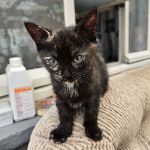 #BE2513376 - Chat à adopter à Fontaine-Valmont - AnimalWeb Belgique #BE2513376 - Chat à adopter à Fontaine-Valmont - AnimalWeb Belgique