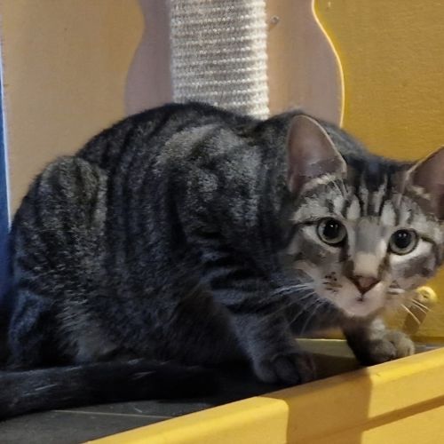 #BE2513377 - Potter, chat perdu à Molenbeek-Saint-Jean - AnimalWeb Bel #BE2513377 - Potter, chat perdu à Molenbeek-Saint-Jean - AnimalWeb Bel
