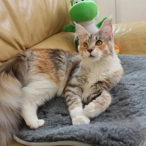 #BE2513378 - Chat à adopter à Gesves - AnimalWeb Belgique #BE2513378 - Chat à adopter à Gesves - AnimalWeb Belgique