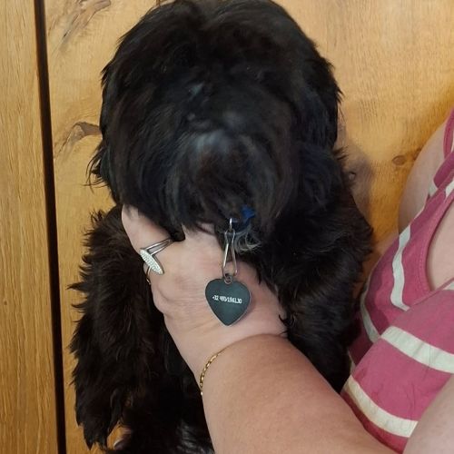 #BE2513380 - Adoptez Maya à Wiers – AnimalWeb #BE2513380 - Adoptez Maya à Wiers – AnimalWeb