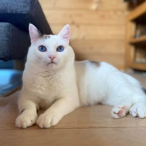 #BE2513378 - Chat à adopter à Saint-Hubert - AnimalWeb #BE2513378 - Chat à adopter à Saint-Hubert - AnimalWeb