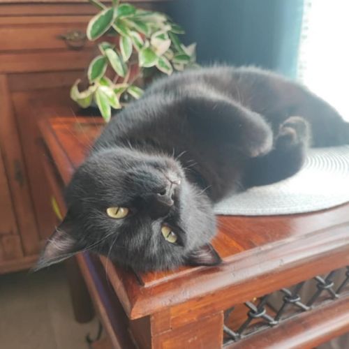 #BE2513384 - Chat à adopter à Bruxelles - AnimalWeb #BE2513384 - Chat à adopter à Bruxelles - AnimalWeb