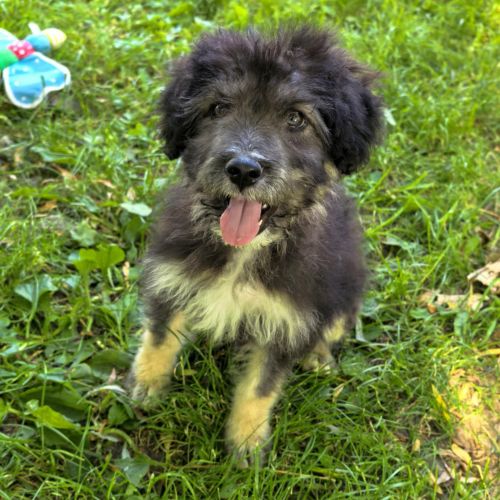 #BE2513386 - Gipsy, chien croisé à adopter – AnimalWeb #BE2513386 - Gipsy, chien croisé à adopter – AnimalWeb