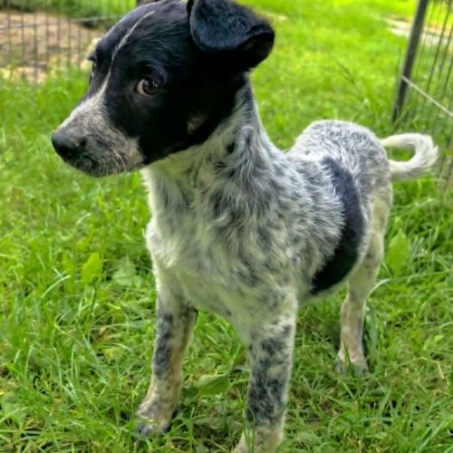 #BE2513387 - Grany, chien croisé à adopter – AnimalWeb #BE2513387 - Grany, chien croisé à adopter – AnimalWeb