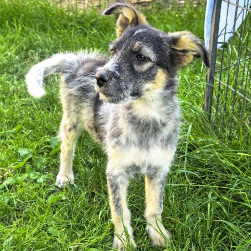 #BE2513388 - Zirco, chien croisé à adopter – AnimalWeb #BE2513388 - Zirco, chien croisé à adopter – AnimalWeb