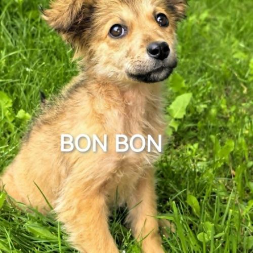 #BE2513389 - Chien à Adopter #BE2513389 - Chien à Adopter