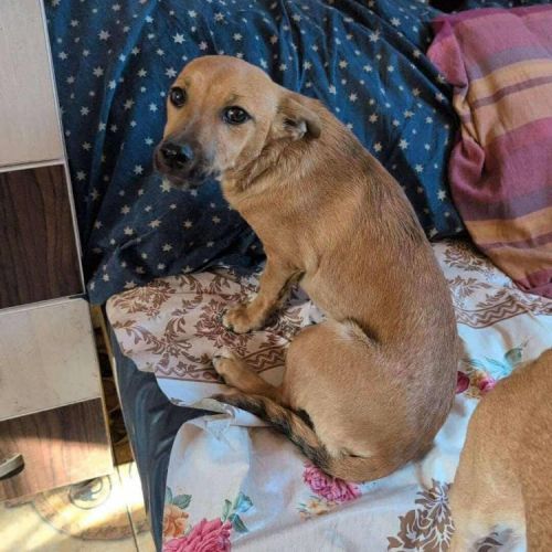 #BE2513390 - Bali, chien croisé à adopter – AnimalWeb Belgique #BE2513390 - Bali, chien croisé à adopter – AnimalWeb Belgique
