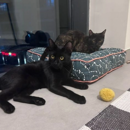 #BE2513391 - Chat à adopter à Malmedy - AnimalWeb #BE2513391 - Chat à adopter à Malmedy - AnimalWeb