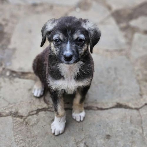 #BE2513392 - Diaa, chien croisé à adopter – AnimalWeb Belgique #BE2513392 - Diaa, chien croisé à adopter – AnimalWeb Belgique