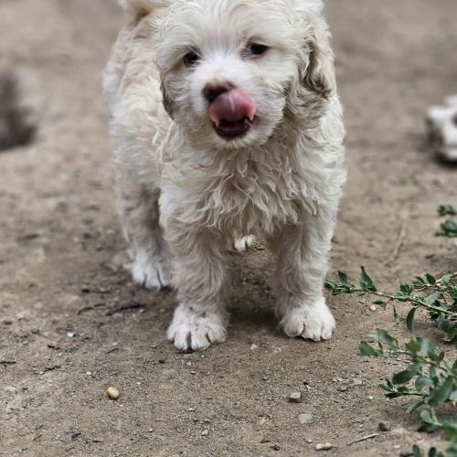 #BE2513393 - Bubu, chien croisé à adopter – AnimalWeb Belgique #BE2513393 - Bubu, chien croisé à adopter – AnimalWeb Belgique