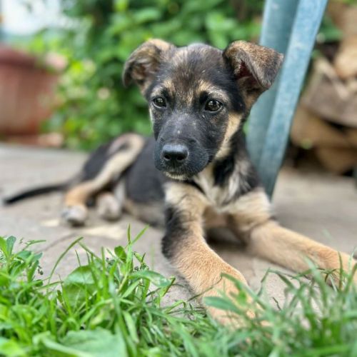 #BE2513394 - Fenrir, chien croisé à adopter – AnimalWeb Belgique #BE2513394 - Fenrir, chien croisé à adopter – AnimalWeb Belgique