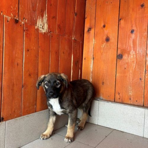 #BE2513395 - Fiona, chien croisé à adopter – AnimalWeb Belgique #BE2513395 - Fiona, chien croisé à adopter – AnimalWeb Belgique