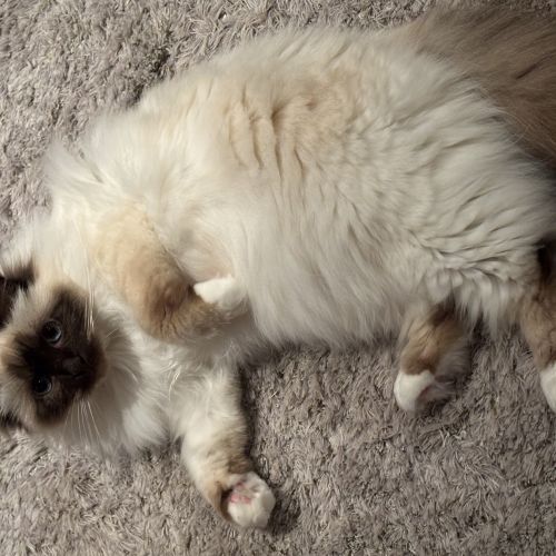 #BE2513396 - Saxo, chat perdu à Ixelles - AnimalWeb Belgique #BE2513396 - Saxo, chat perdu à Ixelles - AnimalWeb Belgique
