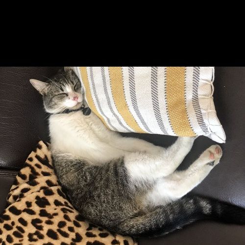 #BE2513400 - Sully, chat perdu à Ham-sur-Sambre - AnimalWeb Belgique #BE2513400 - Sully, chat perdu à Ham-sur-Sambre - AnimalWeb Belgique