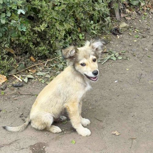 #BE2513402 - Greyson, chien croisé à adopter – AnimalWeb Belgique #BE2513402 - Greyson, chien croisé à adopter – AnimalWeb Belgique