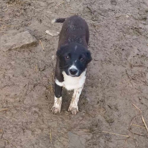 #BE2513403 - Gyda, chien croisé à adopter – AnimalWeb Belgique #BE2513403 - Gyda, chien croisé à adopter – AnimalWeb Belgique