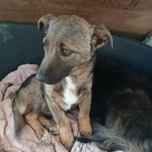 #BE2513404 - Hendrix, chien croisé à adopter – AnimalWeb Belgique #BE2513404 - Hendrix, chien croisé à adopter – AnimalWeb Belgique