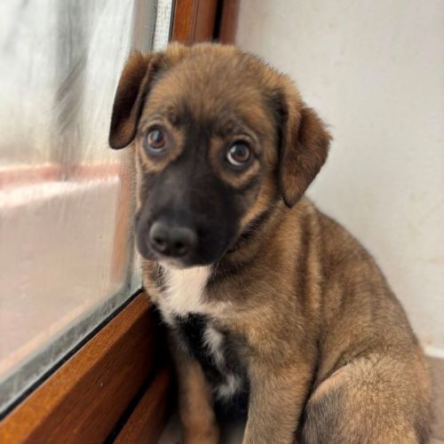 #BE2513405 - Hope, chien croisé à adopter – AnimalWeb Belgique #BE2513405 - Hope, chien croisé à adopter – AnimalWeb Belgique