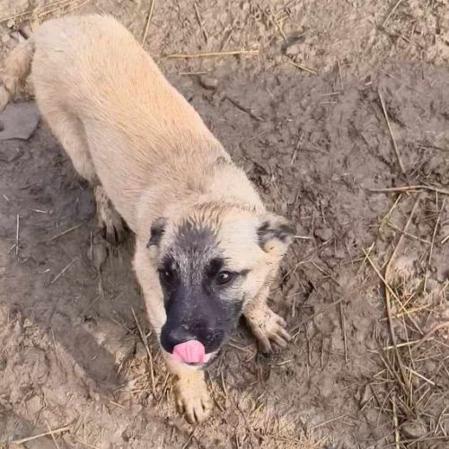 #BE2513406 - Helga, chien croisé à adopter – AnimalWeb Belgique #BE2513406 - Helga, chien croisé à adopter – AnimalWeb Belgique