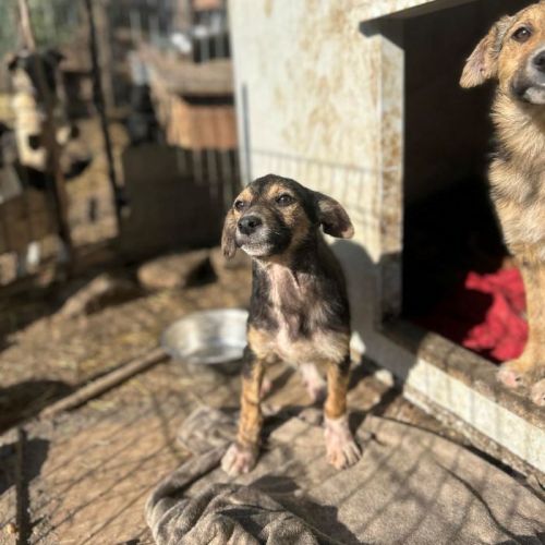 #BE2513407 - Icare, chien croisé à adopter – AnimalWeb Belgique #BE2513407 - Icare, chien croisé à adopter – AnimalWeb Belgique