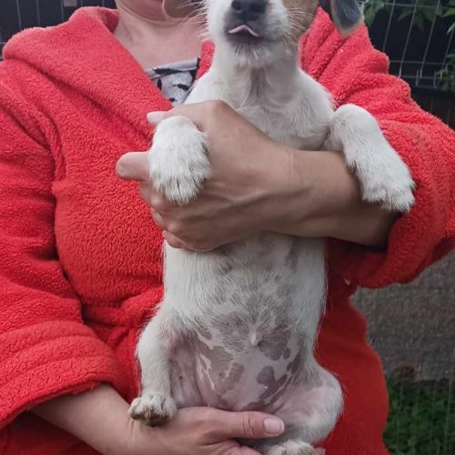 #BE2513408 - Ilona, chien croisé à adopter – AnimalWeb Belgique #BE2513408 - Ilona, chien croisé à adopter – AnimalWeb Belgique