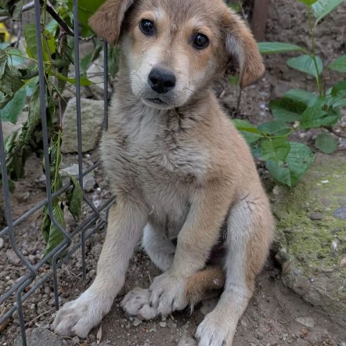 #BE2513409 - Ingo, chien croisé à adopter – AnimalWeb Belgique #BE2513409 - Ingo, chien croisé à adopter – AnimalWeb Belgique