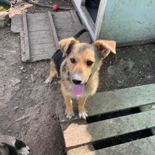 #BE2513410 - Kimchi, chien croisé à adopter – AnimalWeb Belgique #BE2513410 - Kimchi, chien croisé à adopter – AnimalWeb Belgique