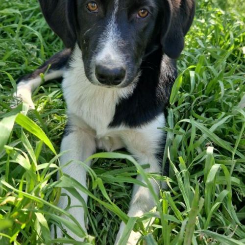 #BE2513411 - Kingston, chien croisé à adopter – AnimalWeb Belgique #BE2513411 - Kingston, chien croisé à adopter – AnimalWeb Belgique