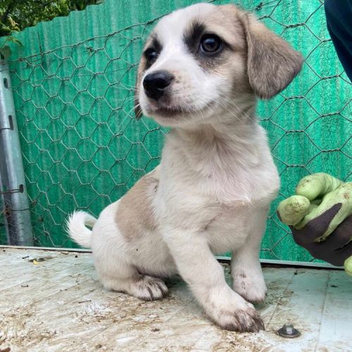 #BE2513413 - Lila, chien croisé à adopter – AnimalWeb Belgique #BE2513413 - Lila, chien croisé à adopter – AnimalWeb Belgique