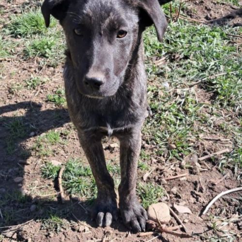 #BE2513414 - Loami, chien croisé à adopter – AnimalWeb Belgique #BE2513414 - Loami, chien croisé à adopter – AnimalWeb Belgique