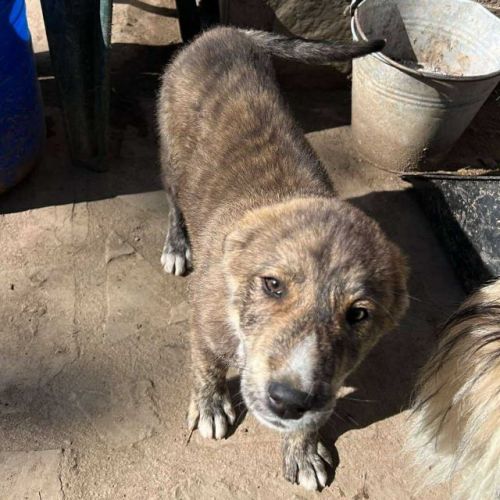 #BE2513416 - Madoc, chien croisé à adopter – AnimalWeb Belgique #BE2513416 - Madoc, chien croisé à adopter – AnimalWeb Belgique