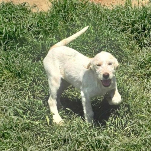 #BE2513417 - Mirela, chien croisé à adopter – AnimalWeb Belgique #BE2513417 - Mirela, chien croisé à adopter – AnimalWeb Belgique