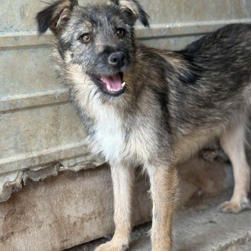 #BE2513418 - Mogli, chien croisé à adopter – AnimalWeb Belgique #BE2513418 - Mogli, chien croisé à adopter – AnimalWeb Belgique